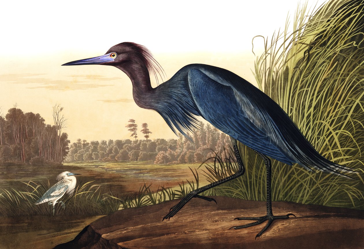 Blue Crane or Heron, Ardea Coerulea, fra "The Birds of America" av John J. Audubon, pub. 1827-38 av John James Audubon