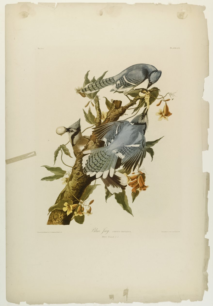 Blue Jay, trykt av Julien Bien og utgitt av Roe Lockwood & Son, 1861 (kromolitografi) av John James Audubon