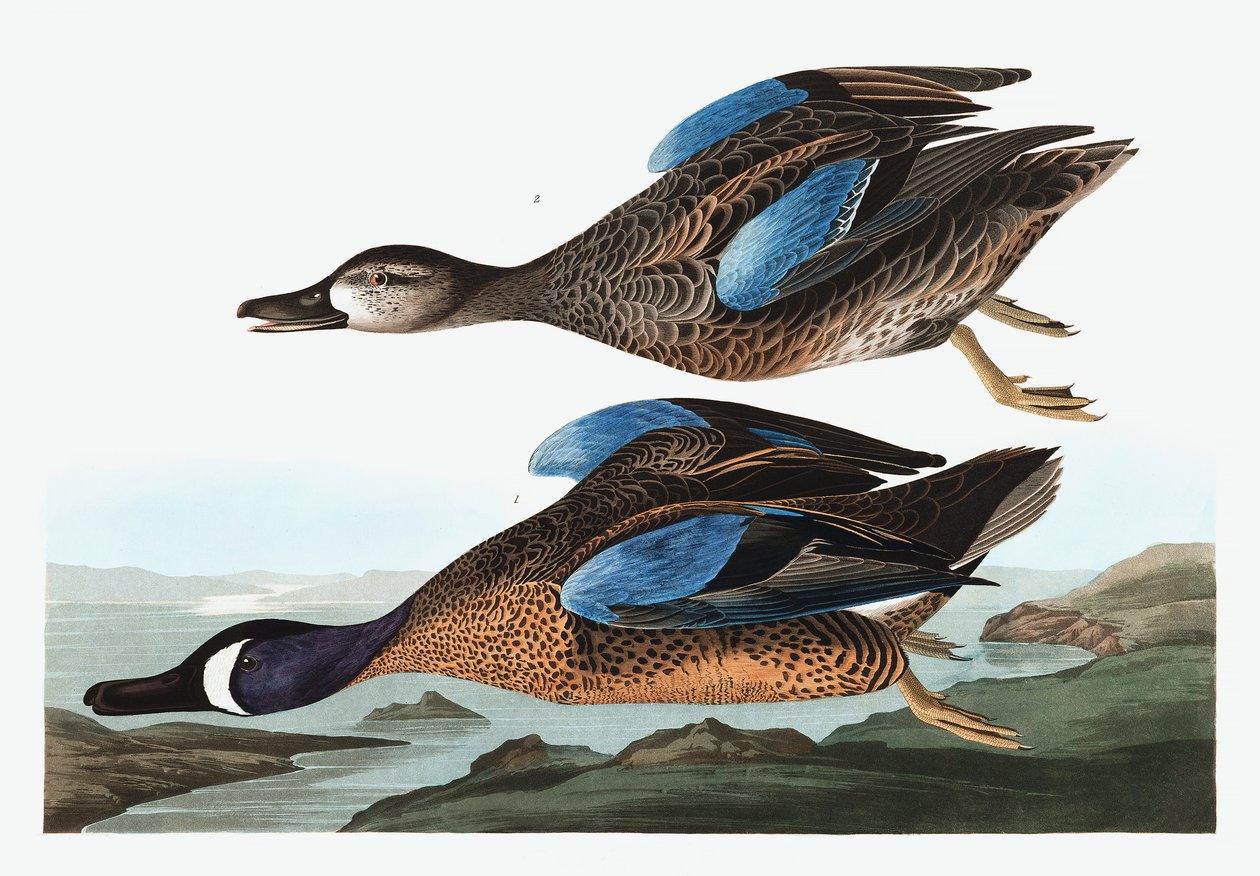 Blue Winged Teal, Anas Discors, fra "The Birds of America" av John J. Audubon, pub. 1827-38 av John James Audubon
