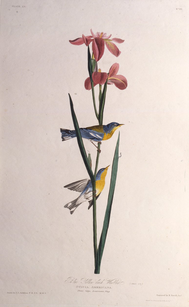 Blågulryggsanger. Fra The Birds of America, 1827-1838. av John James Audubon