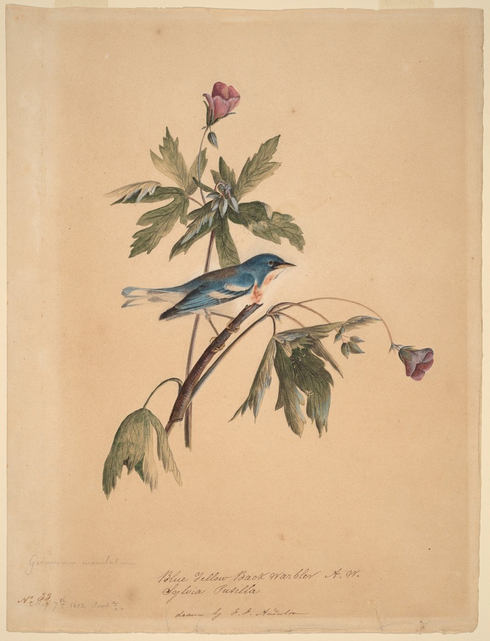 Blå- og gulrygget sanger av John James Audubon