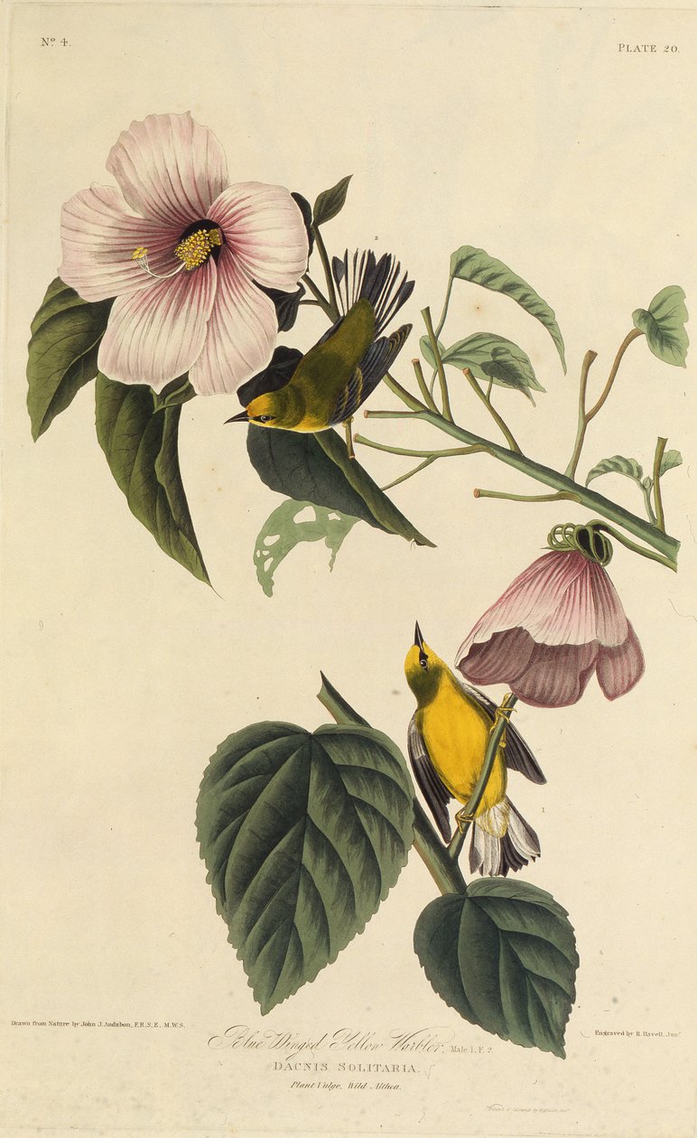 Blåvinget gulsanger. Fra The Birds of America, 1827-1838. av John James Audubon