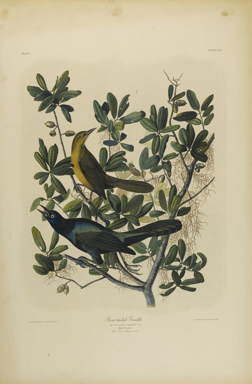 Boat-tailed Grackle, trykt av Julien Bien og utgitt av Roe Lockwood & Son, 1861 (kromolitografi) av John James Audubon
