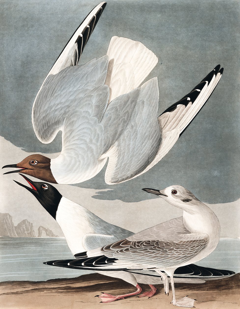 Bonapartian Gull, Larus Bonapartii, fra "The Birds of America" av John J. Audubon, pub. 1827-38 av John James Audubon