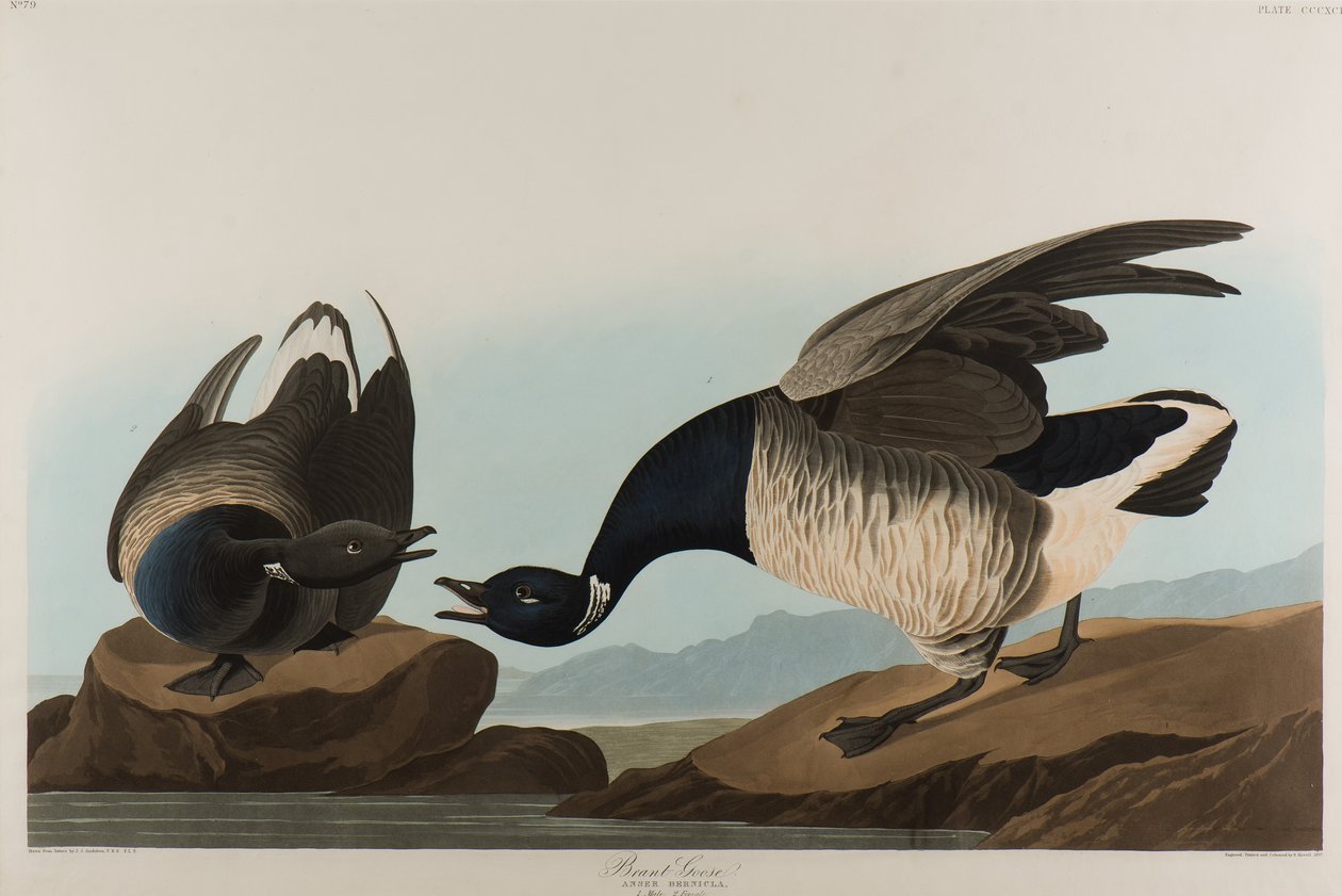 Brant Goose, 1837 (wc på papir) av John James Audubon