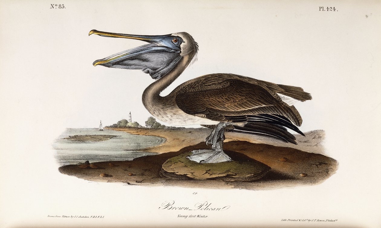 Brun pelikan av John James Audubon