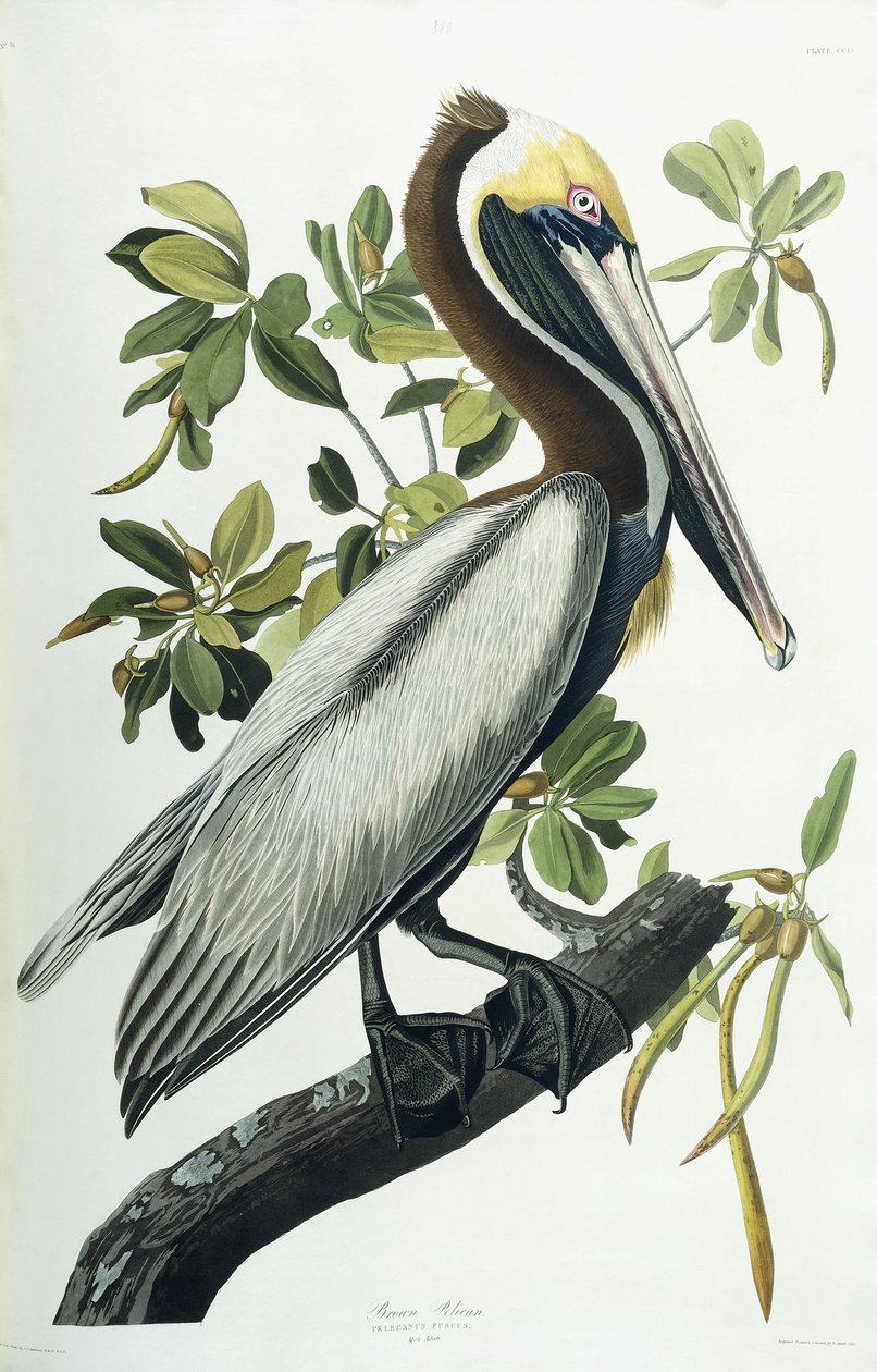 Brun pelikan, 1835 av John James Audubon