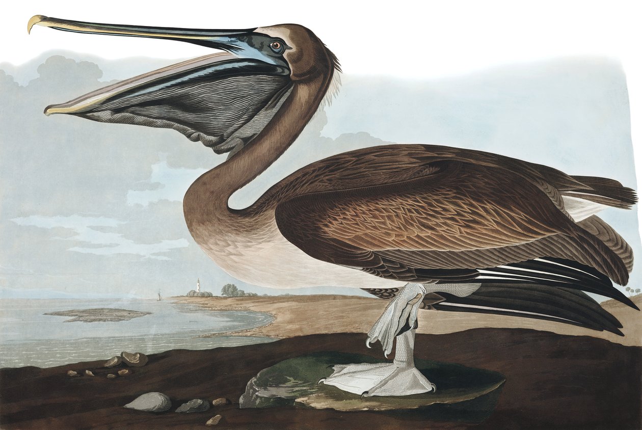 Brown Pelican, Pelecanus Fuscus, fra "The Birds of America" av John J. Audubon, pub. 1827-38 av John James Audubon