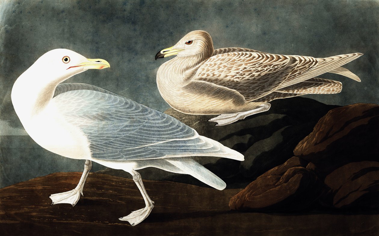 Burgomaster Gull, Larus Glaucus, fra "The Birds of America" av John J. Audubon, pub. 1827-38 av John James Audubon