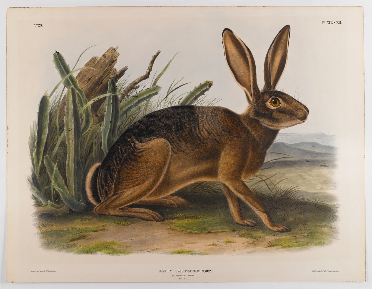 California hare, 1847 av John James Audubon