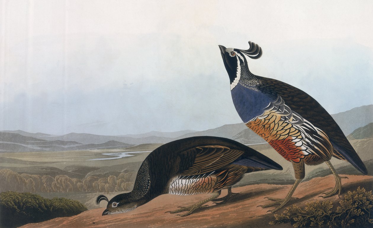 Californian Partridge, fra 