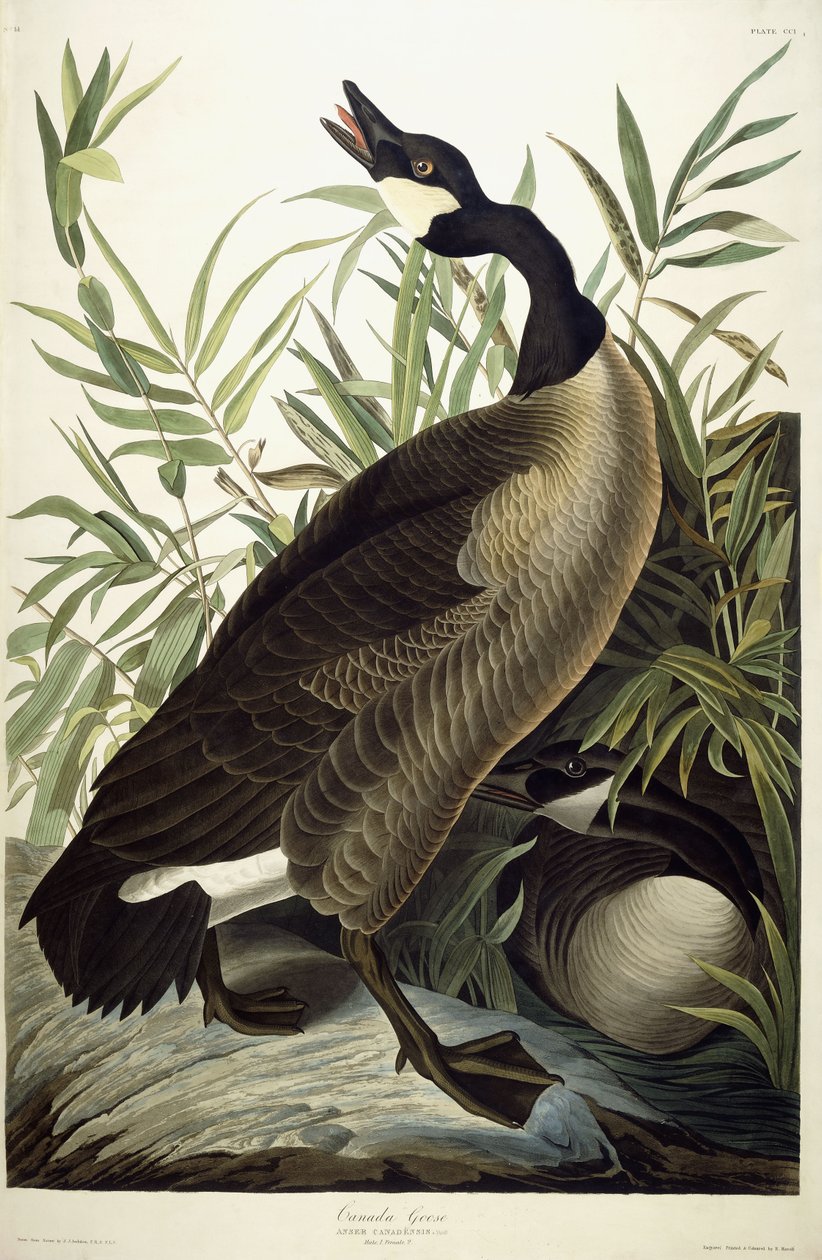 Canada Goose, ca. 1827-1838 av John James Audubon