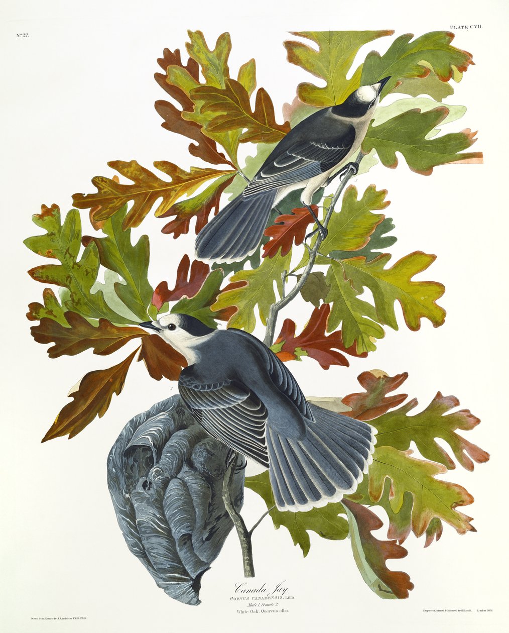 Canada Jay av John James Audubon