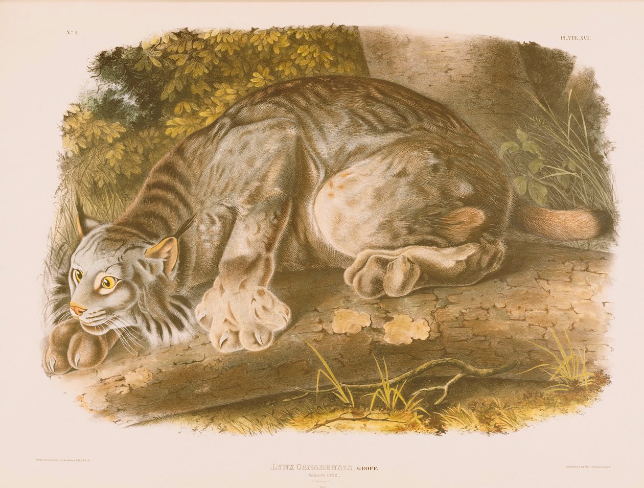 Canada Lynx av John James Audubon