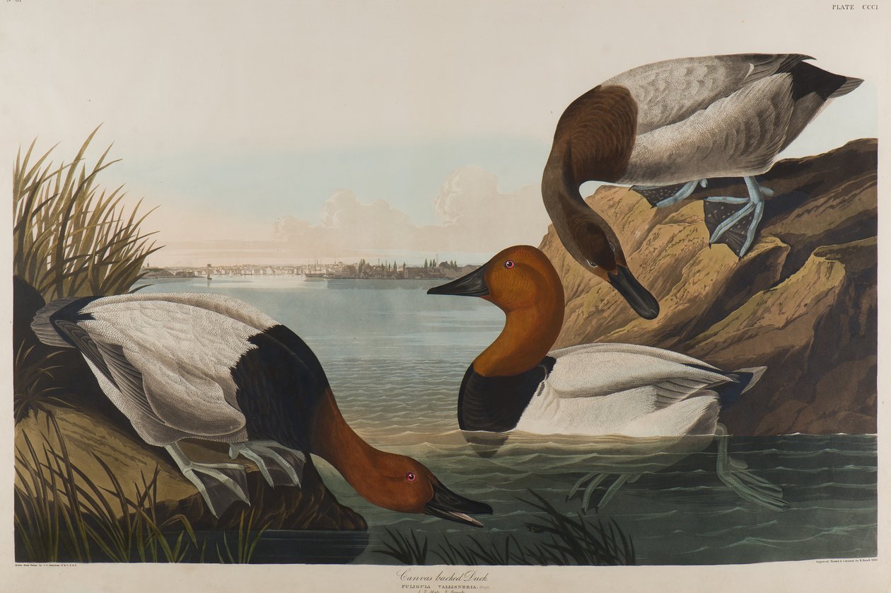 Canvas Backed Duck, 1836 (wc på papir) av John James Audubon