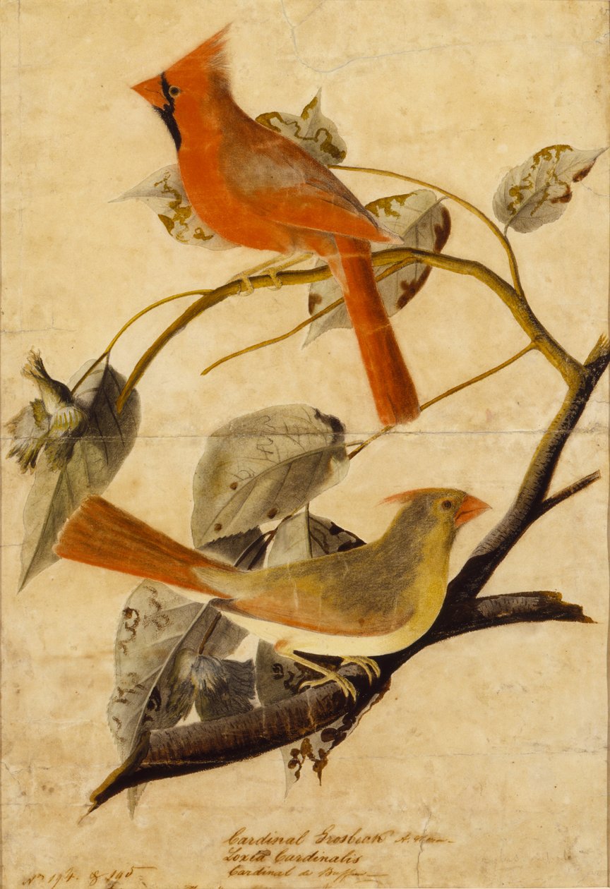  av John James Audubon