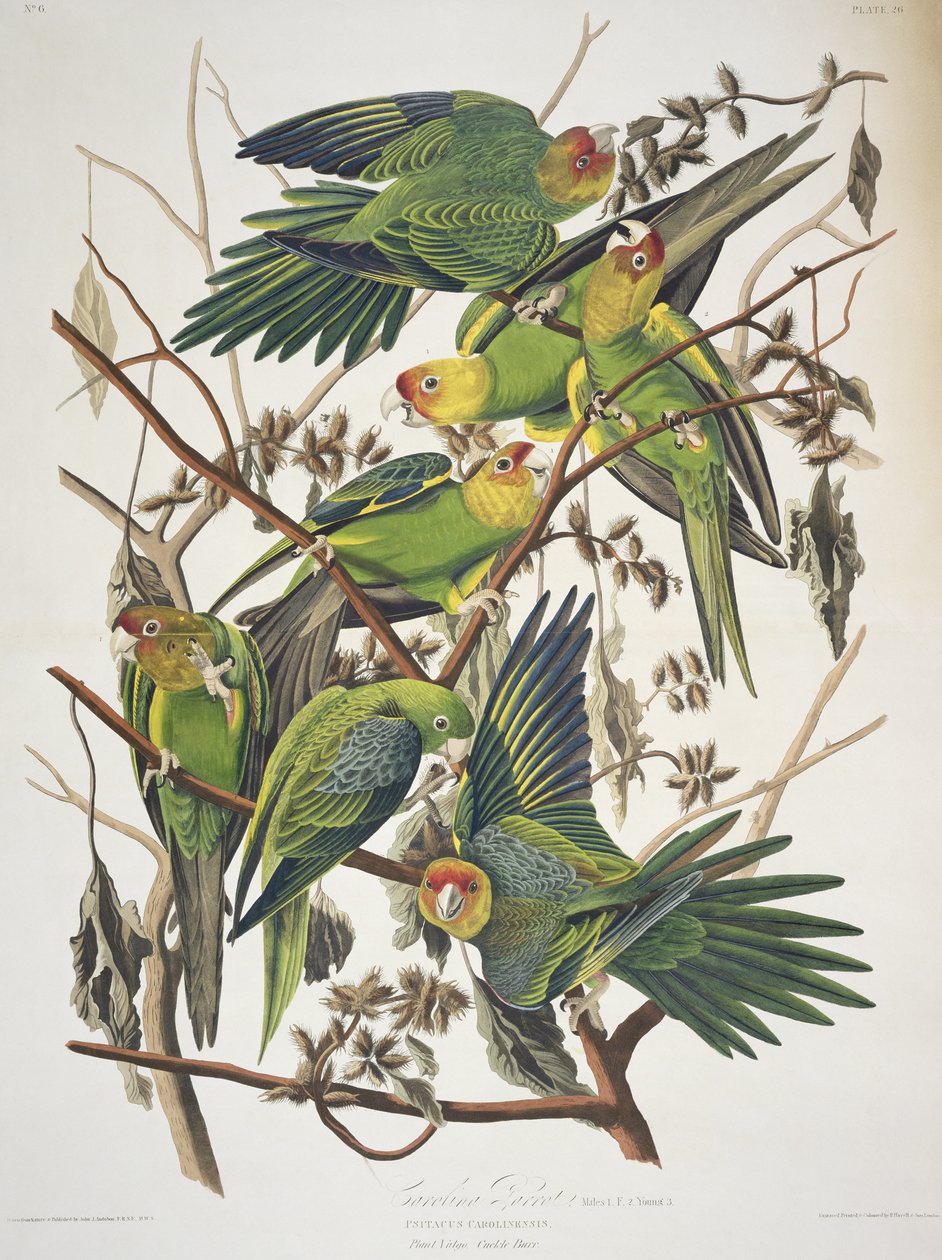 Carolina Parakeet, fra "Birds of America" av John James Audubon