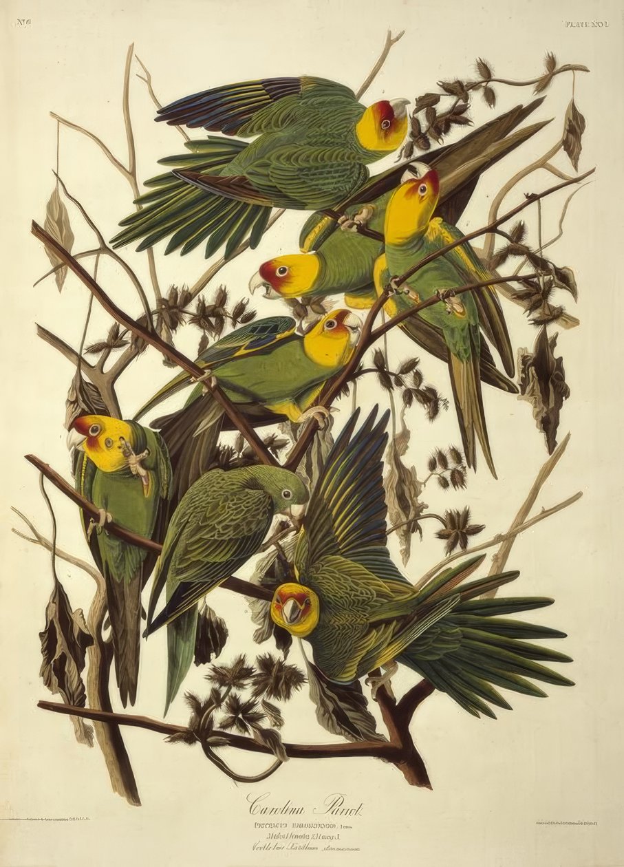 Carolina papegøye. Psittacus Carolinensis av John James Audubon