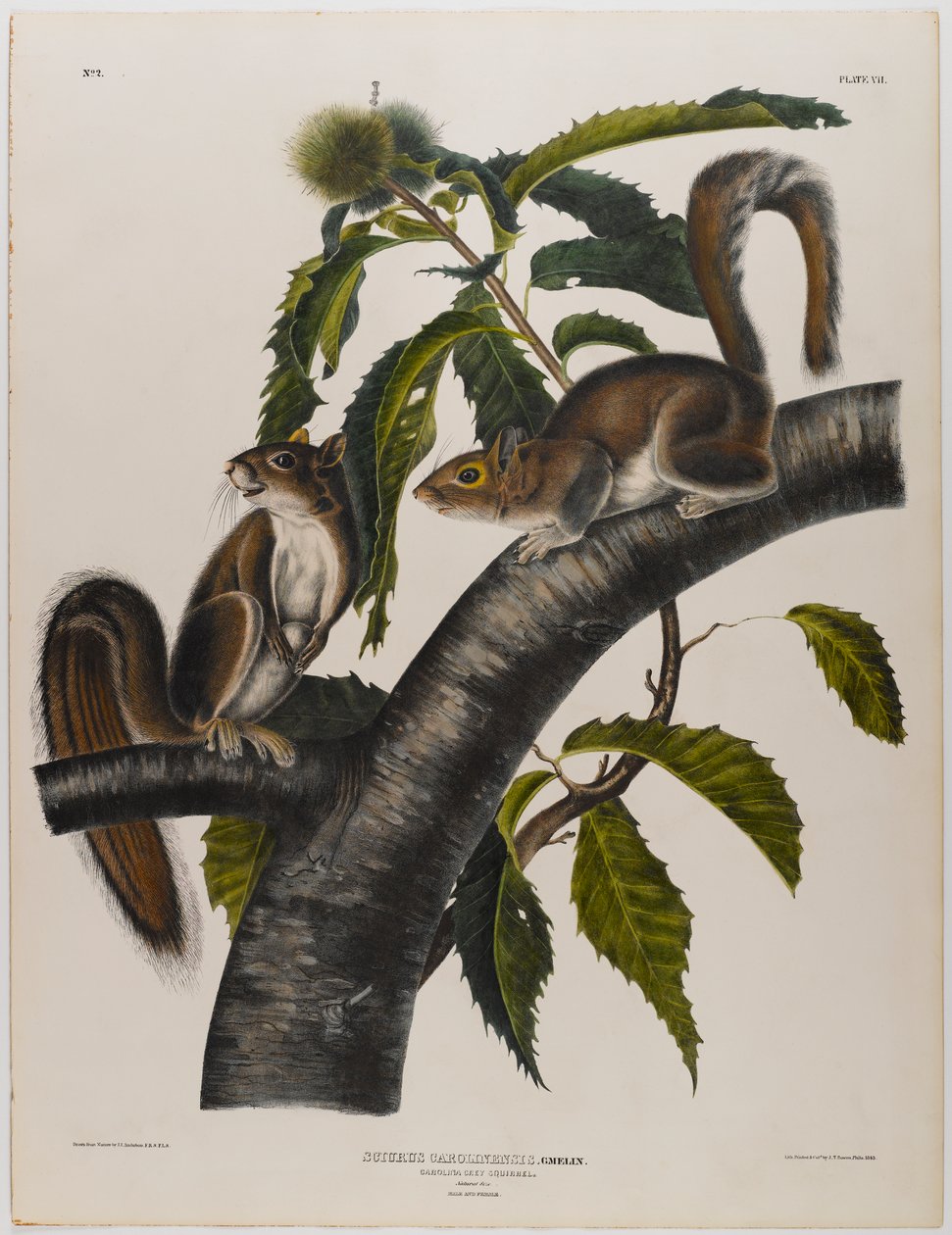 Carolina grå ekorn av John James Audubon