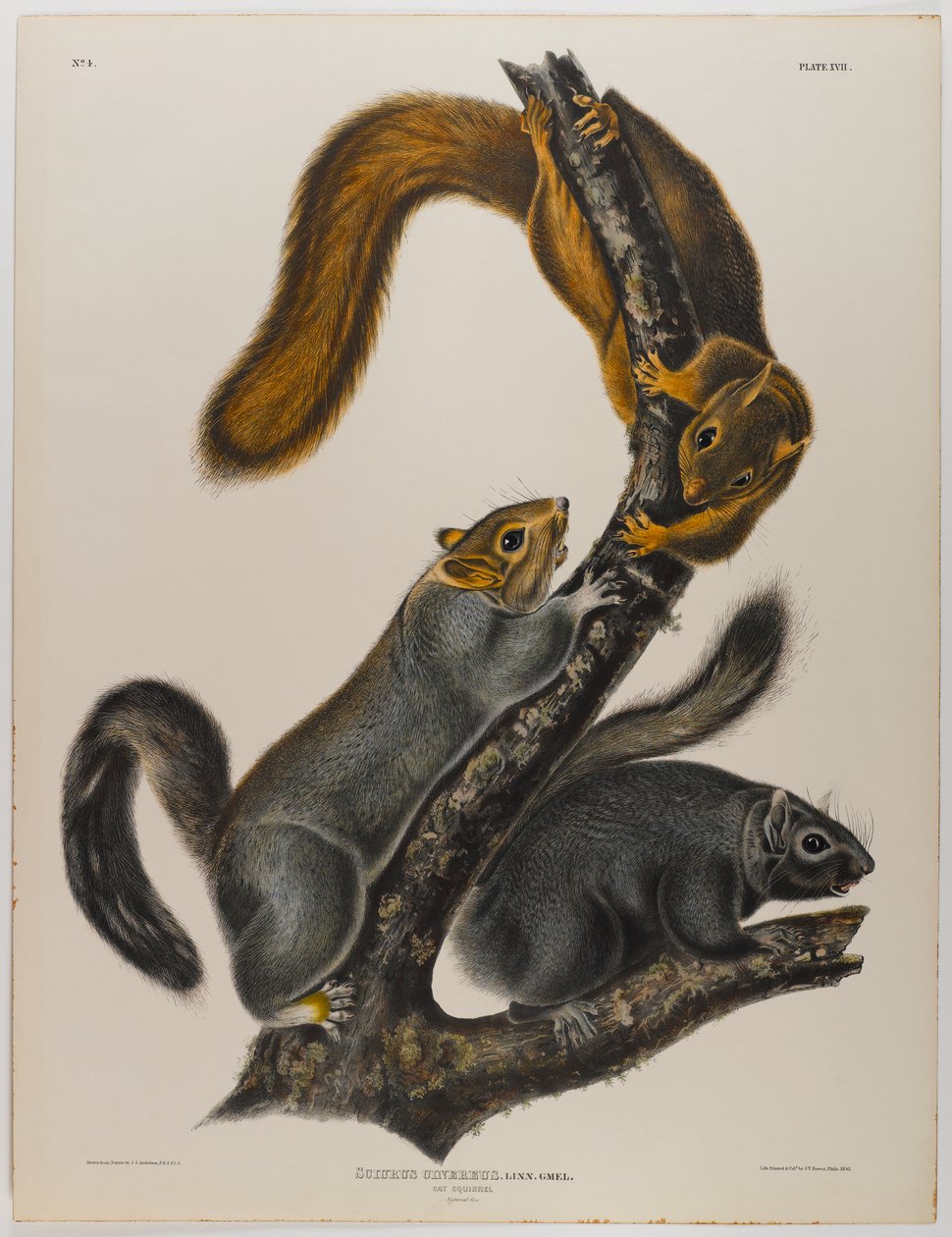 Katteekorn av John James Audubon