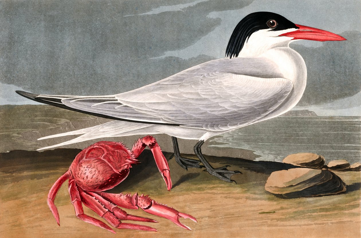 Cayenne Tern, Sterna Maxima, fra "The Birds of America" av John J. Audubon, pub. 1827-38 av John James Audubon