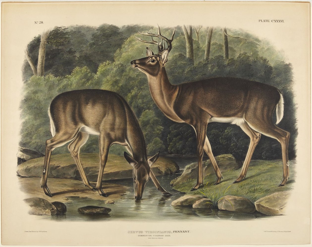 Cervus virginianus, Pennant av John James Audubon