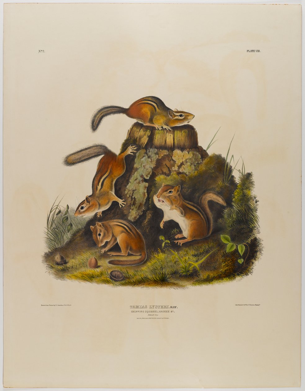 Chipping ekorn hackee av John James Audubon