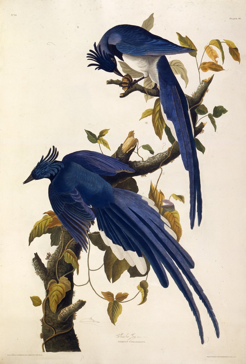 Columbia Jay Garrulus ultramarinus. Fra The Birds of America, 1827-1838. av John James Audubon