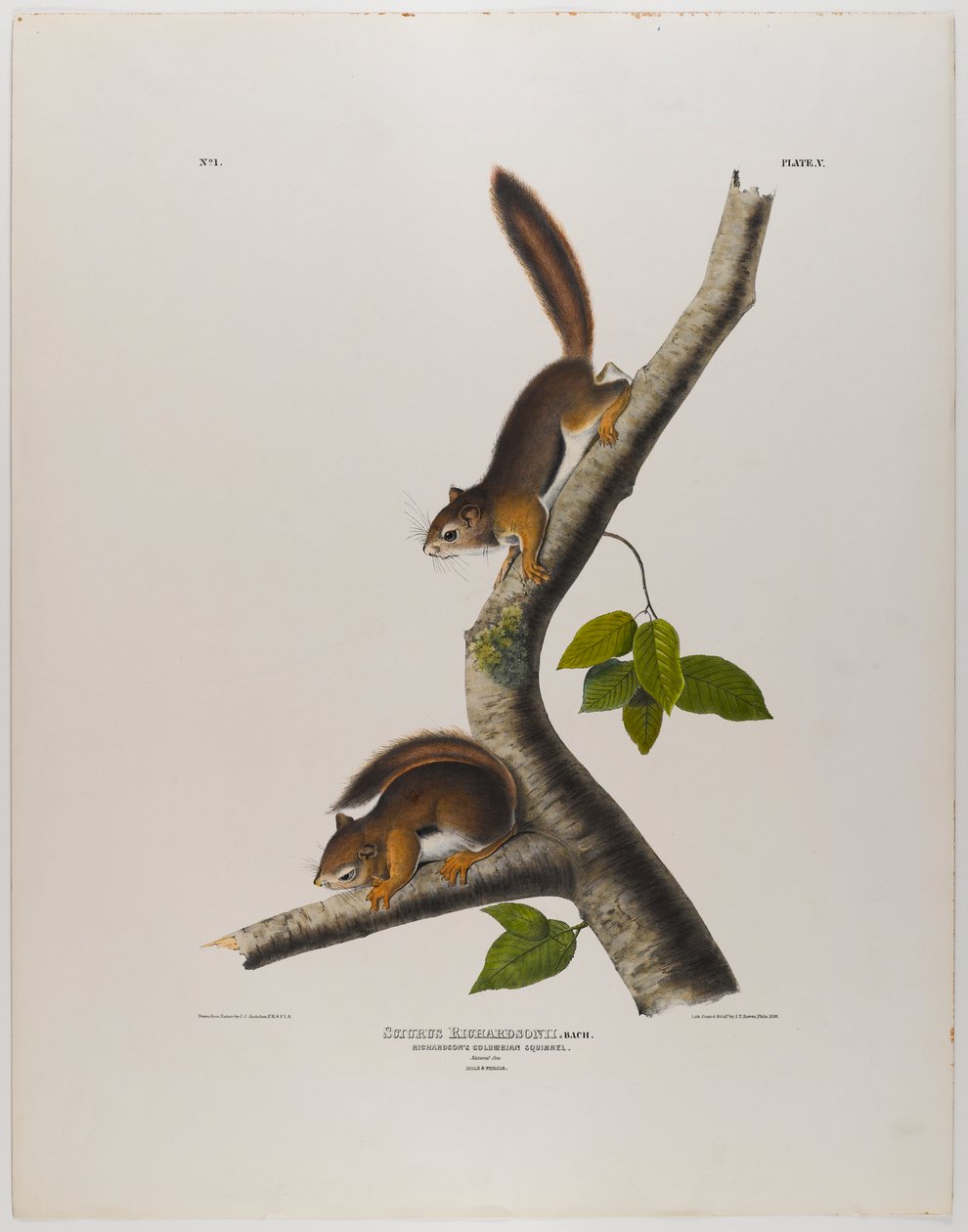 colombiansk ekorn av John James Audubon