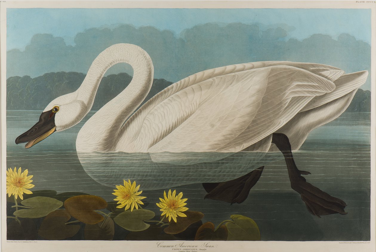 Common American Swan, 1838 (wc på papir) av John James Audubon