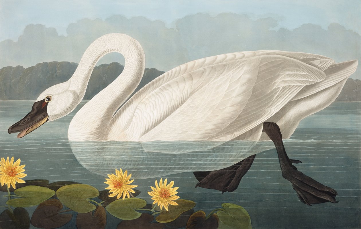 Common American Swan, Cygnus Americanus, fra "The Birds of America" av John J. Audubon, pub. 1827-38 av John James Audubon