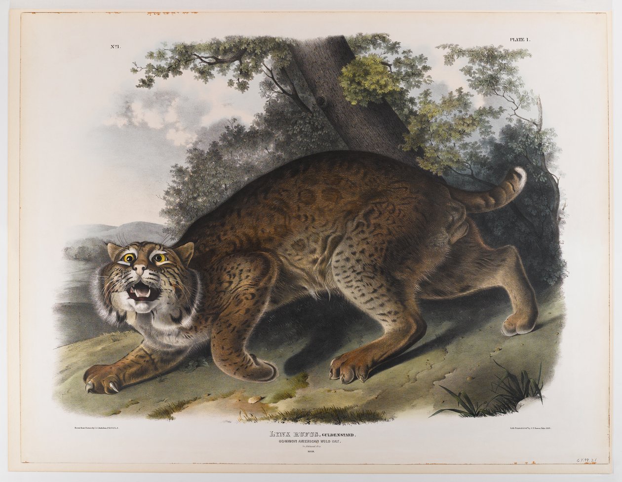 Vanlig amerikansk villkatt av John James Audubon