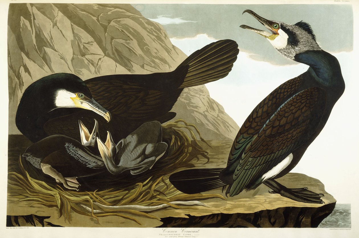 Vanlig skarv, 1835 av John James Audubon
