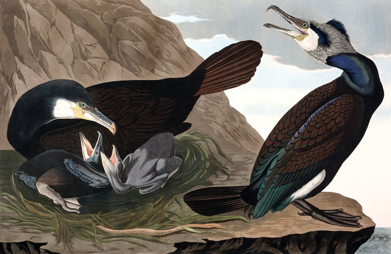 Common Cormorant, Phalacrocorax Carbo, fra "The Birds of America" av John J. Audubon, pub. 1827-38 (håndfarget gravering) av John James Audubon