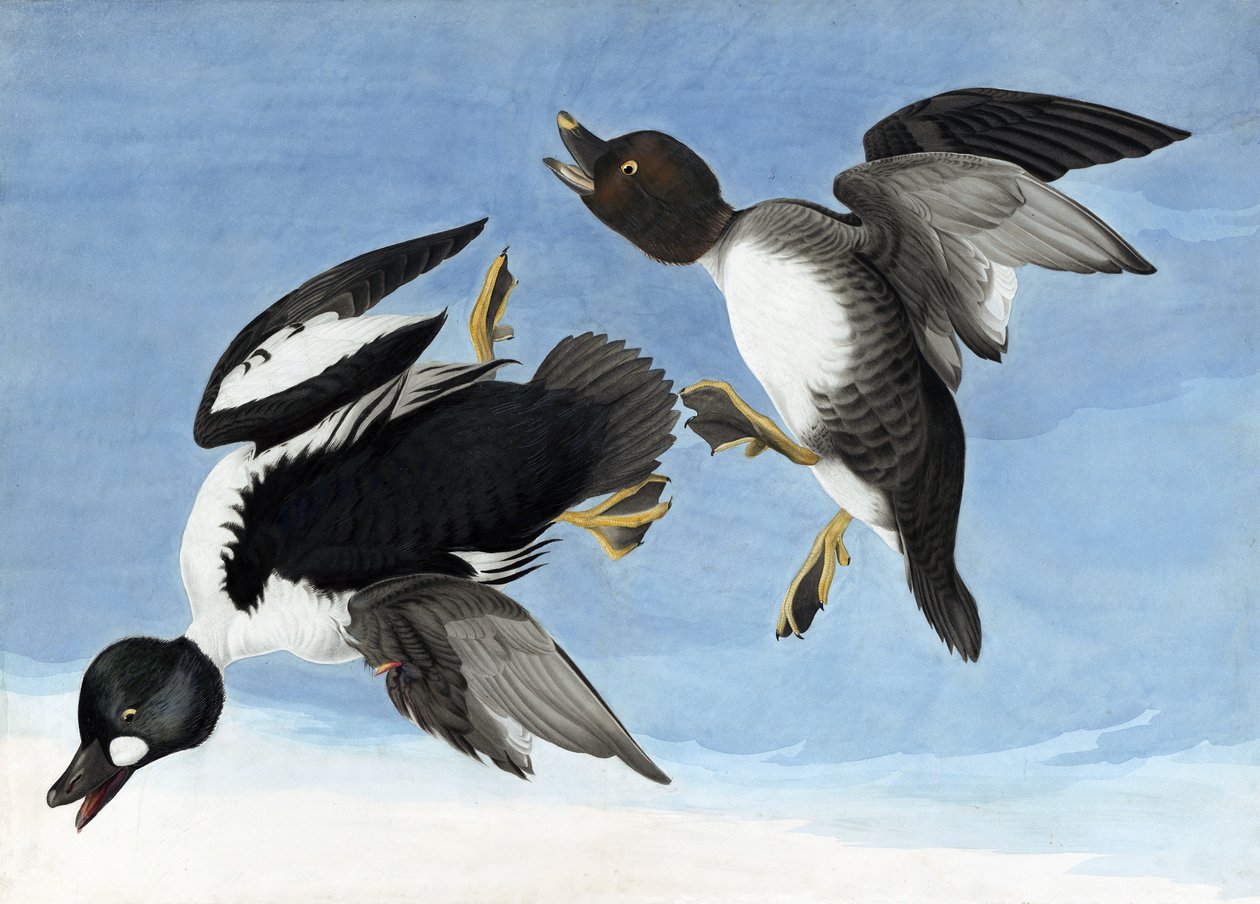 Common Goldeneye, fra "The Birds of America" av John J. Audubon, pub. 1827-38 av John James Audubon
