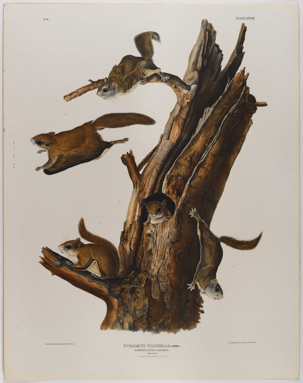 Vanlig flygende ekorn av John James Audubon