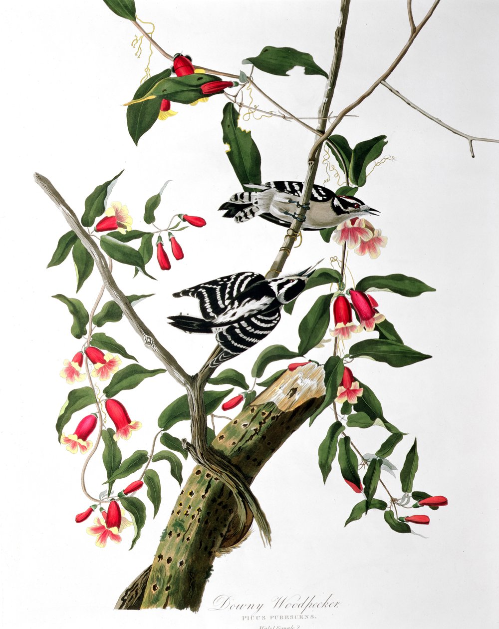 Downy Woodpecker, fra 