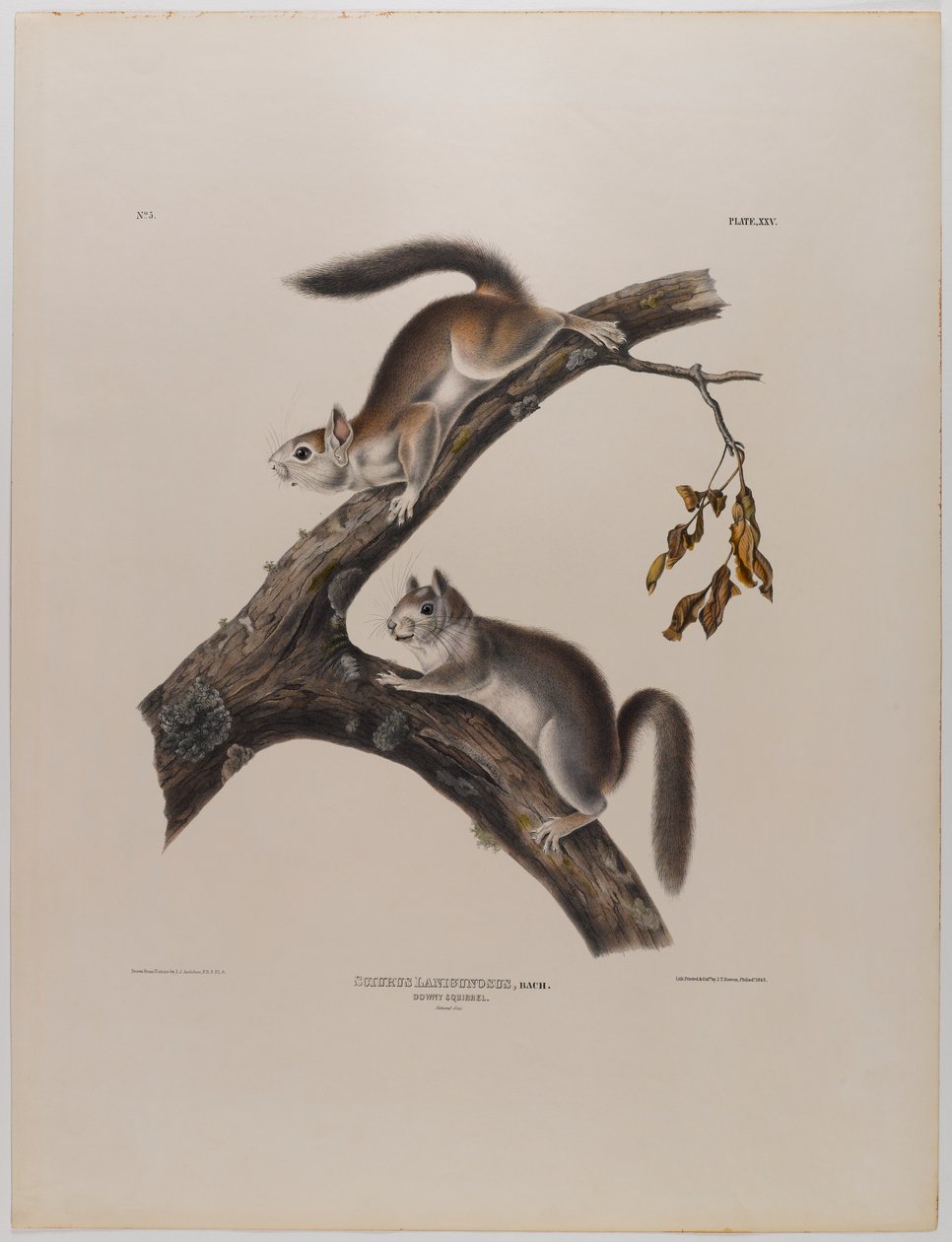 Dunet ekorn av John James Audubon
