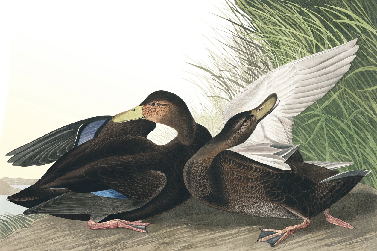 Dusky Duck, Anas Obscura, fra "The Birds of America" av John J. Audubon, pub. 1827-38 av John James Audubon
