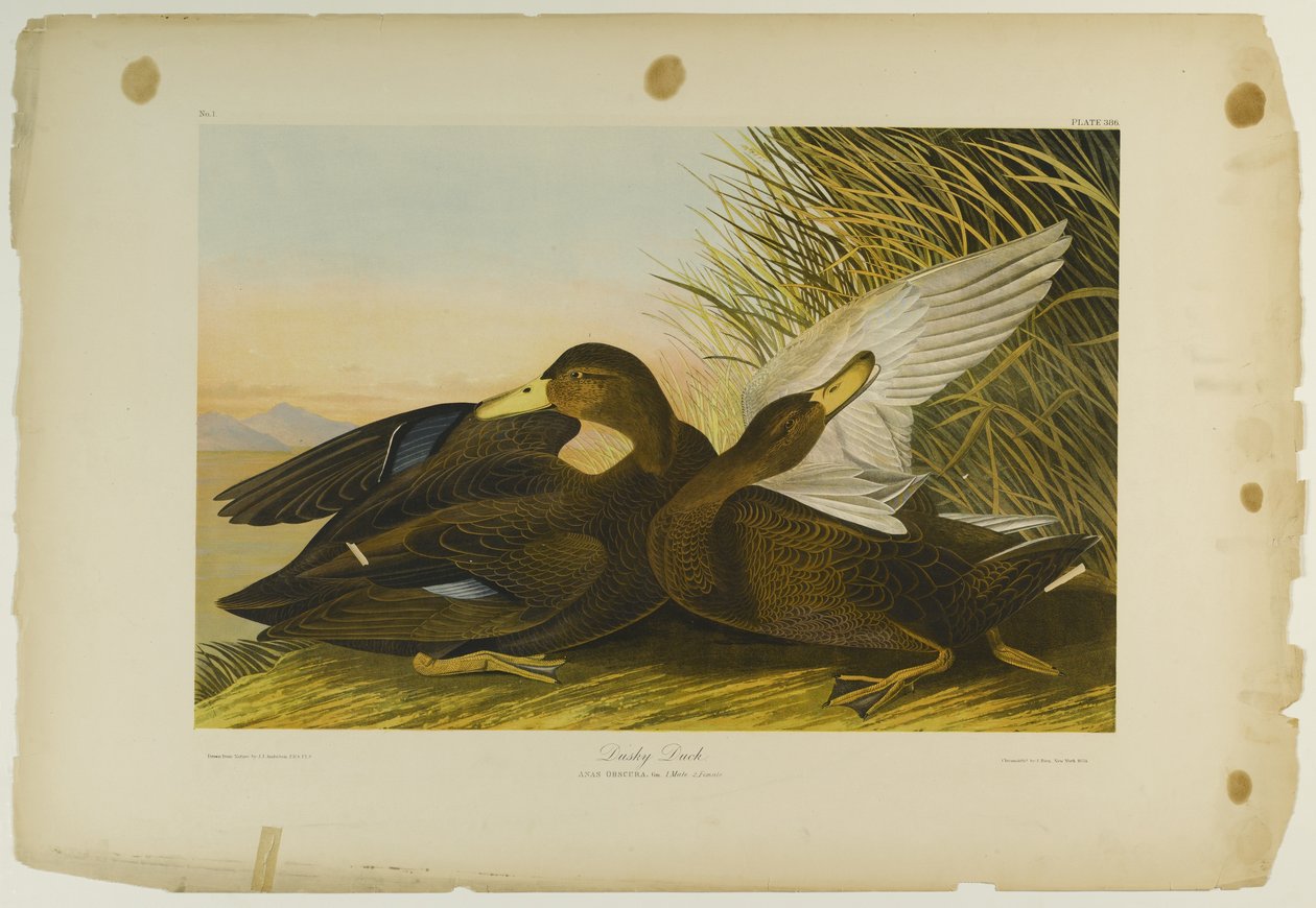 Dusky Duck, trykt av Julien Bien og utgitt av Roe Lockwood & Son, 1861 (kromolitografi) av John James Audubon