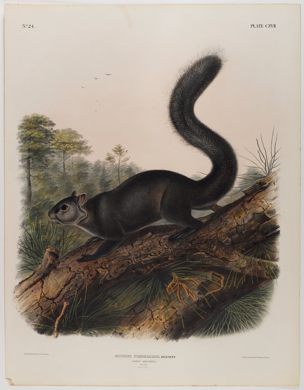 Dunkelt ekorn av John James Audubon