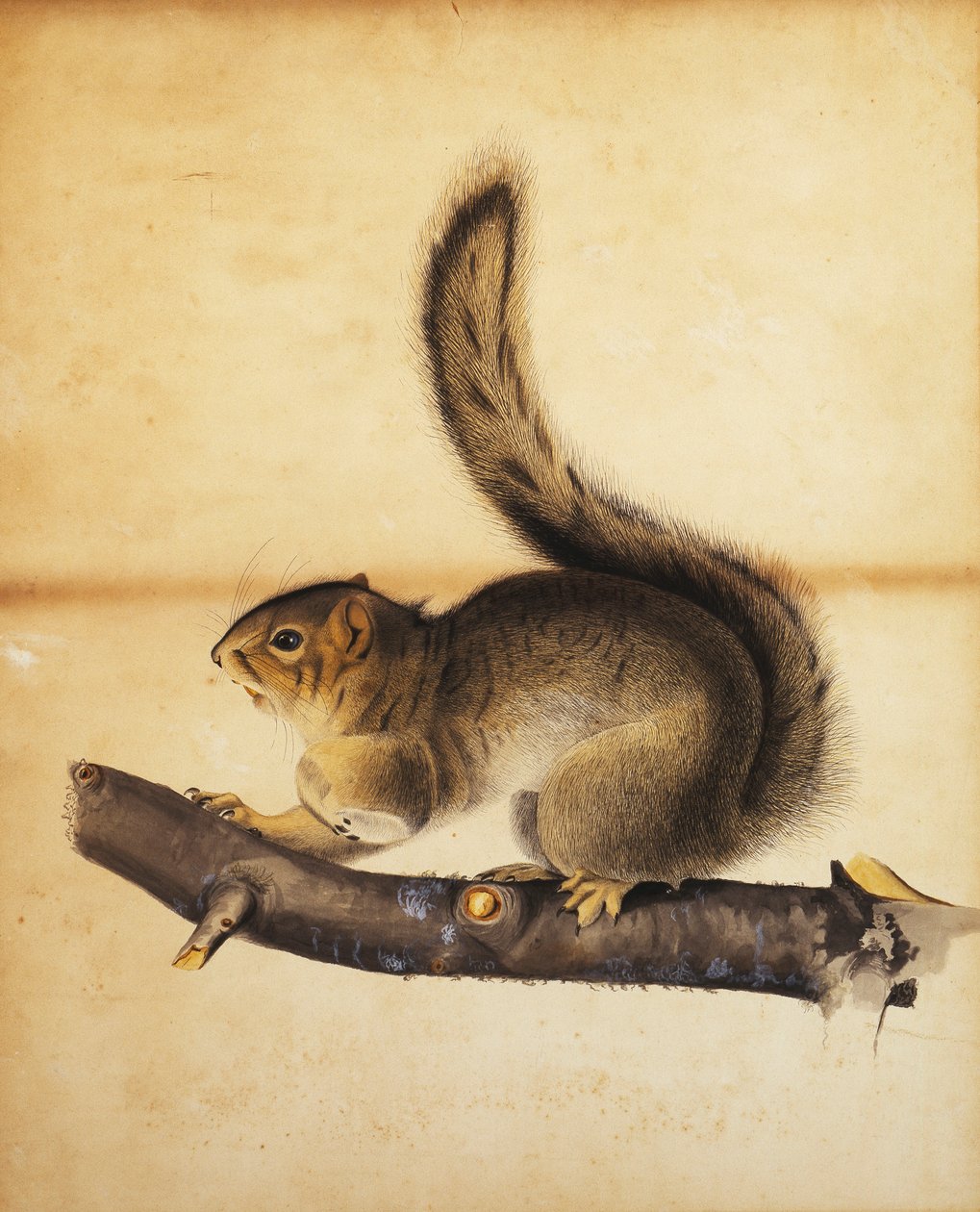 Østgrå ekorn i hel vinterfrakk, ca. 1840-tallet av John James Audubon