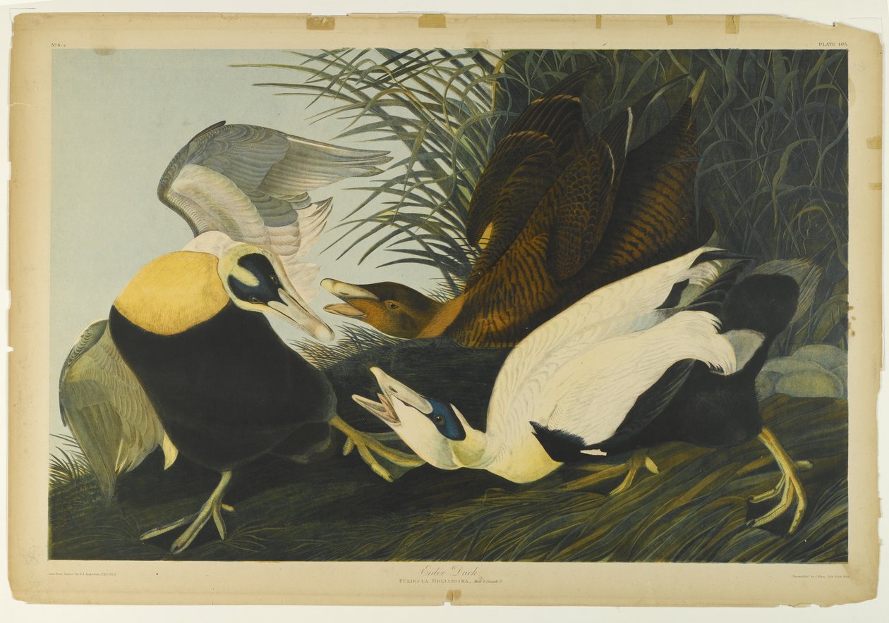 Eider Duck, trykt av Julien Bien og utgitt av Roe Lockwood & Son, 1861 (kromolitografi) av John James Audubon