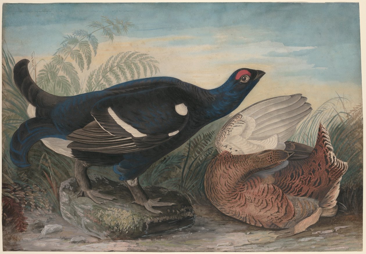 Engelske svarte haner av John James Audubon