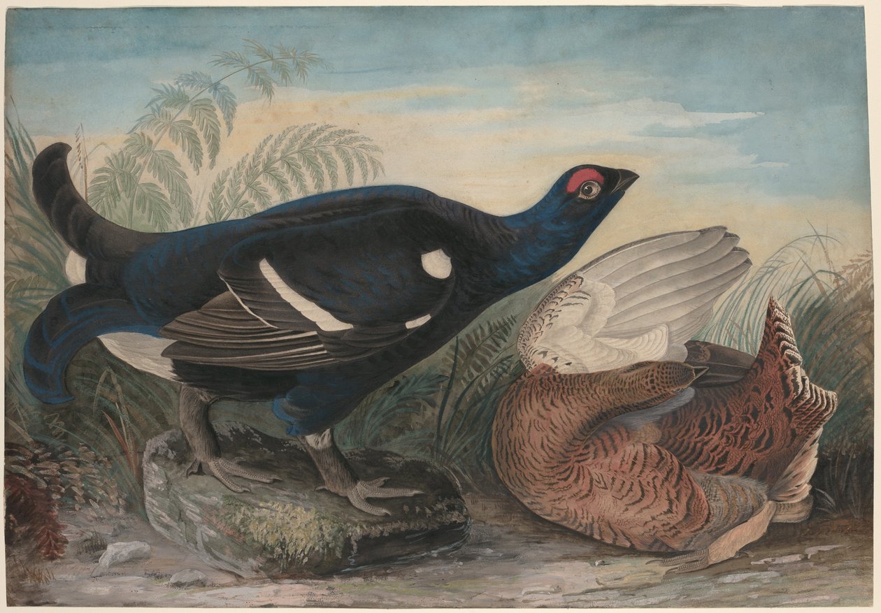  av John James Audubon