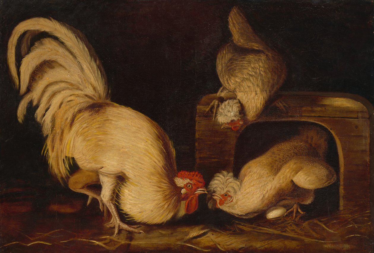 Gårdshøns av John James Audubon