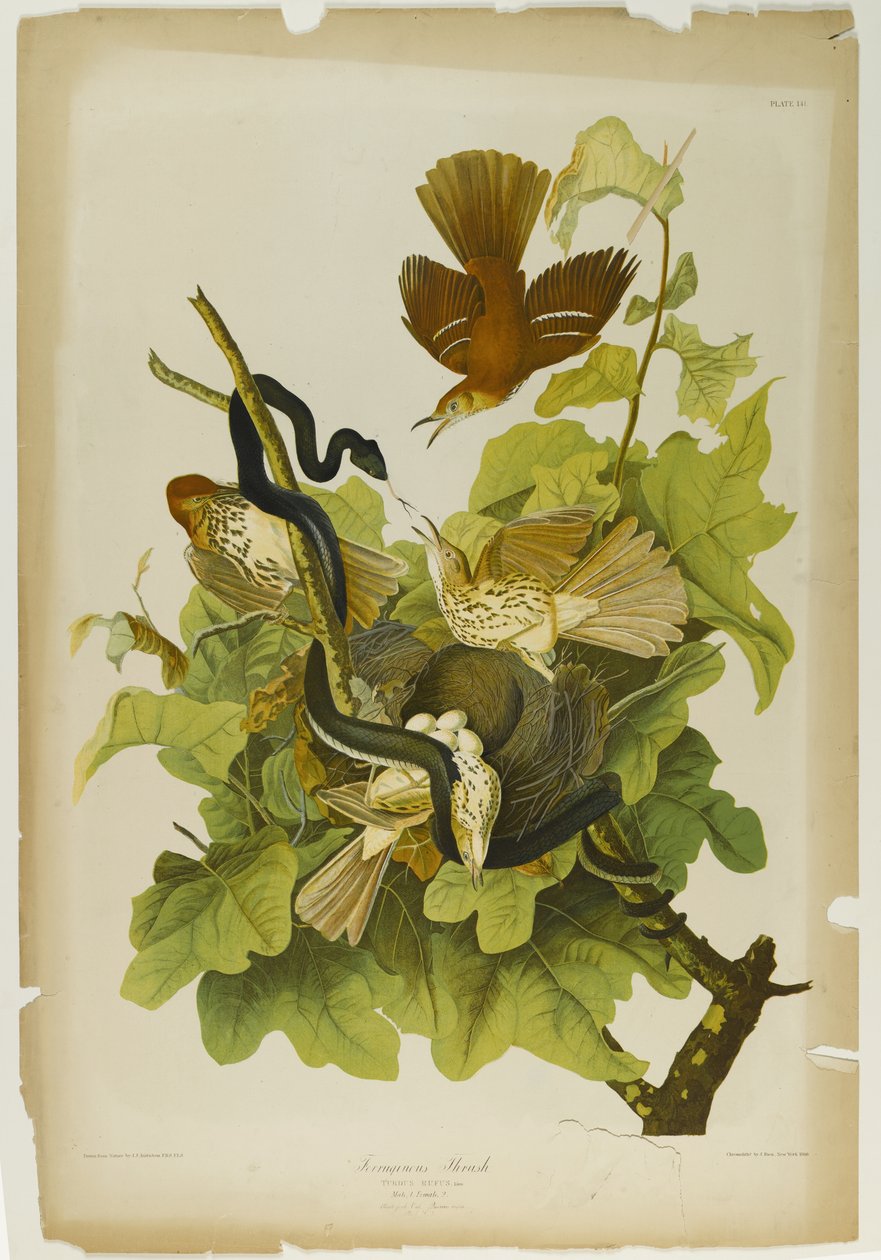 Ferruginous Thrush, trykt av Julien Bien og utgitt av Roe Lockwood & Son, 1861 (kromolitografi) av John James Audubon
