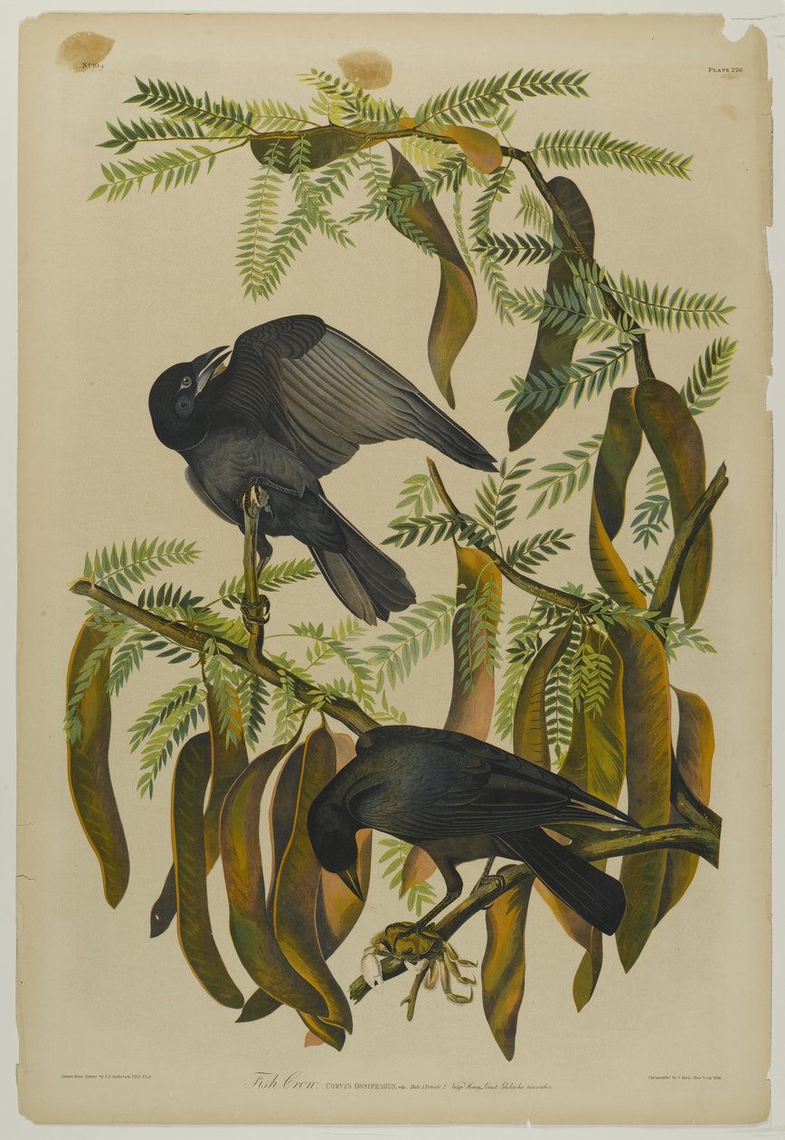 Fish Crow, trykt av Julien Bien og utgitt av Roe Lockwood & Son, 1861 (kromolitografi) av John James Audubon