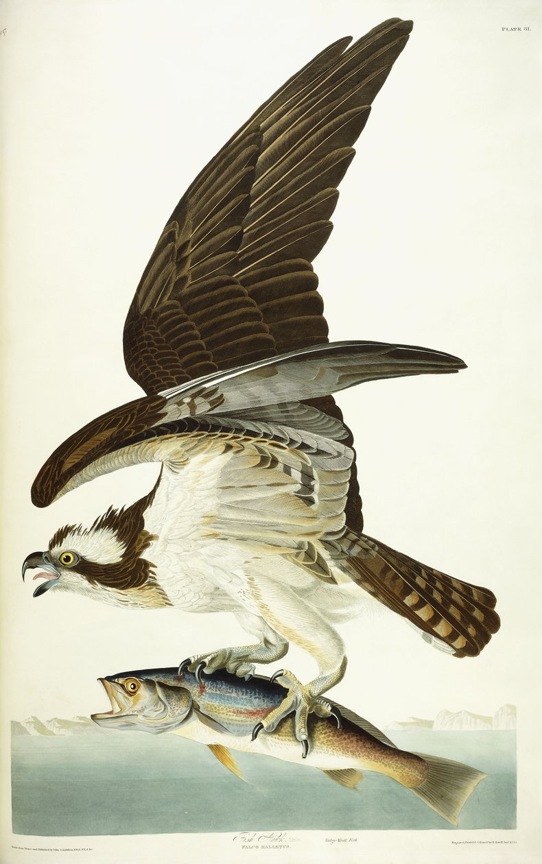 Fish Hawk, 1830 av John James Audubon