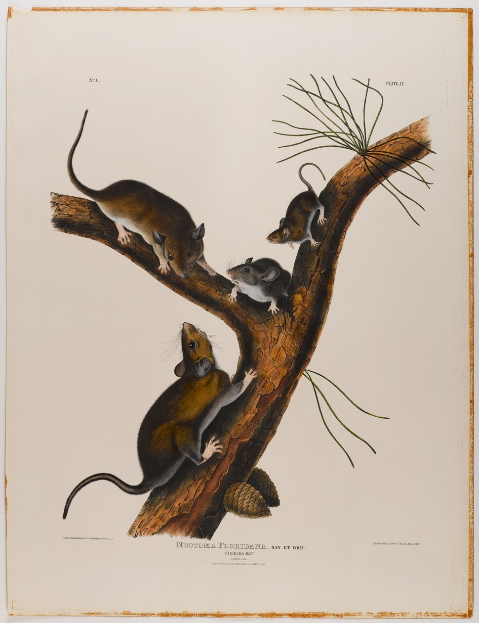 Florida rotte av John James Audubon